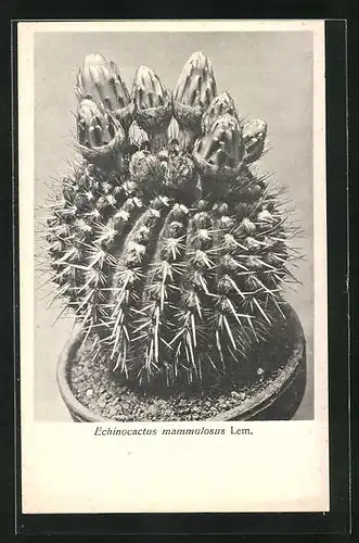 AK Kaktus Echinocactus mammulosus Lem mit Knospen