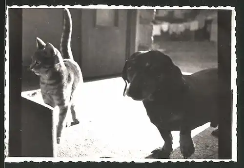 Fotografie Katze und Hund - Dackel friedlich nebeneinander