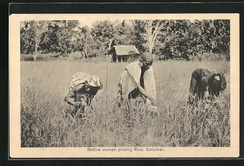 AK Zanzibar, Native women picking Rice, Reisernte in Sansibar