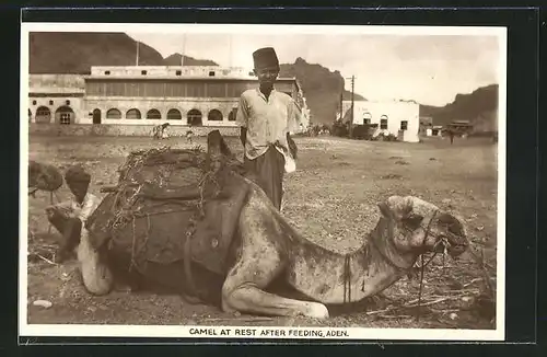 AK Aden, Camel at Rest After Feeding