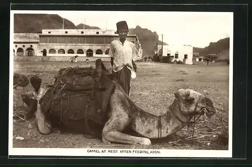 AK Aden, Camel at Rest After Feeding