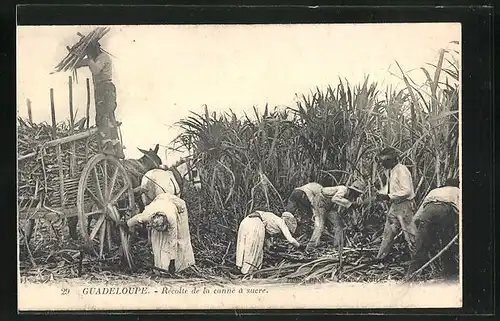 AK Guadeloupe, Recolte de la canne a sucre