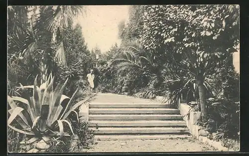 AK Sotschi, Treppe im Palmengarten