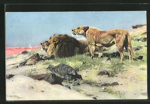 AK Löwe und Löwin in der Steinwüste