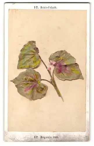 Fotografie F. Fridrich, Prag, Schiefblatt - Begonia rex, Pflanzenzweig mit Blüten & Blättern