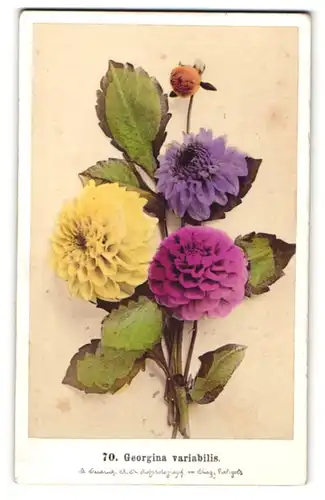 Fotografie F. Fridrich, Prag, Dahlie - Georgina variabilis, Blume mit verschieden farbigen Blüten
