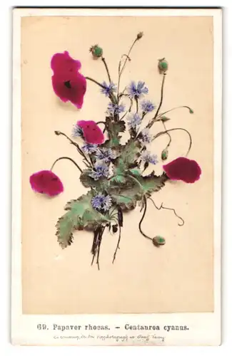 Fotografie F. Fridrich, Prag, Klatschmohn - Papaver rhoeas & Kornblume - Centaurea cyanus