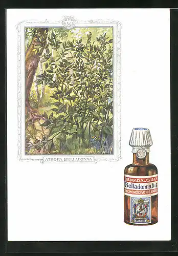 AK Dr. Madaus homöopathische Heilmittel, Tollkirsche