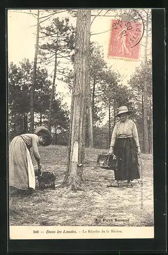 AK Pays Basque, La Récolte de la Résine, Arbeiterinnen in der Forstwirtschaft