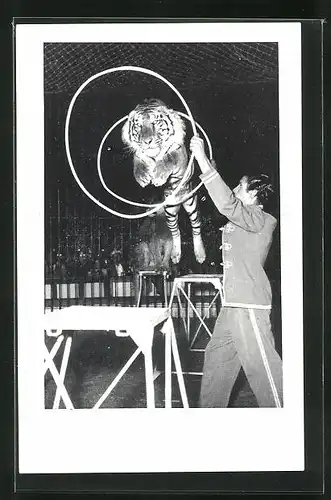 AK Zirkus Willy Hagenbeck, Raubtier-Dressur, Tiger springt durch einen Doppelreifen