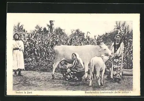 AK Rumänische Bäuerinnen in ihren Trachten melken eine Kuh