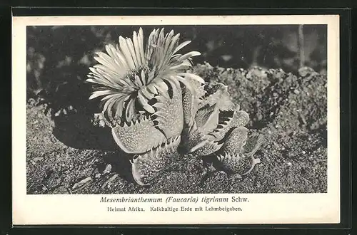 AK Mesembrianthemum Faucaria tigrinum Schw., Heimat Afrika, Kalkhaltige Erde mit Lehmbeigaben