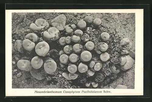 AK Mesembrianthemum Conophytum Poellnitzianum Schw.
