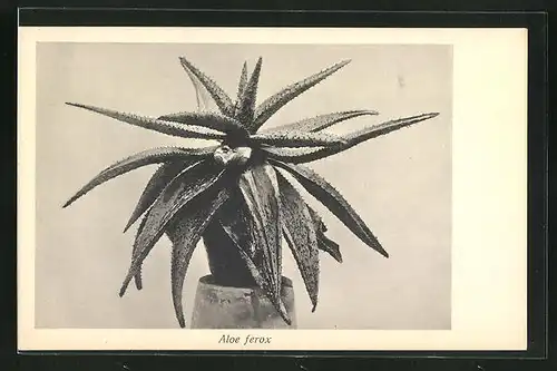 AK Aloe ferox, Kaktus