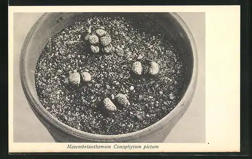 AK Mesembrianthemum Conophytum pictum