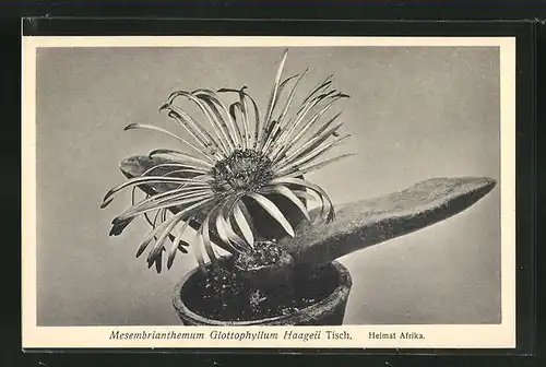 AK Mesembrianthemum Glottophyllum Haageii Tisch., Heimat Afrika