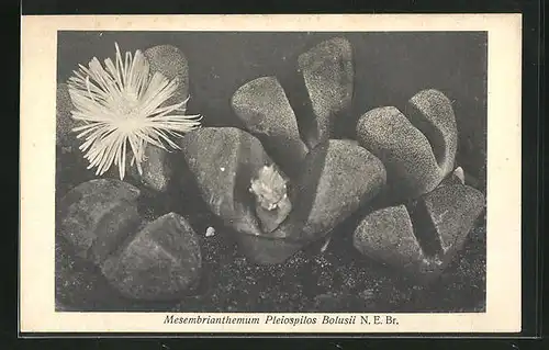 AK Mesembrianthemum Pleiospilos Bolusii