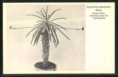 AK Euphorbia clandestina Jacqu, Heimat Afrika, Kalkhaltige Erde mit Lehmbeigaben