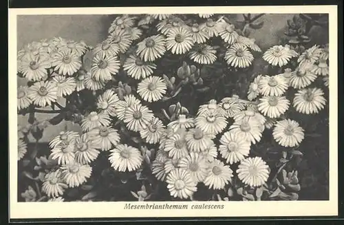 AK Mesembrianthemum caulescens