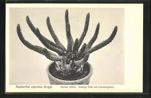 AK Euphorbia viperina Berger, Heimat Afrika, Sandige Erde mit Lehmbeigaben