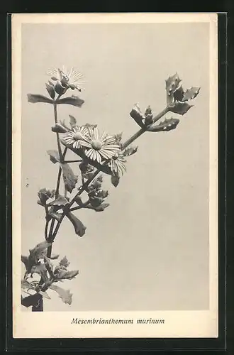 AK Mesembrianthemum murinum, Kaktus mit Blüte