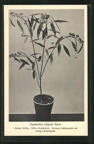AK Euphorbia fulgens Karw., Kaktus