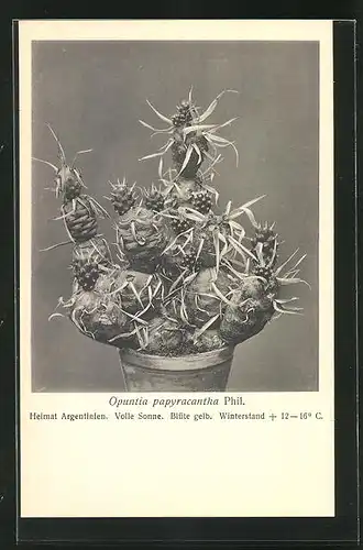 AK Opuntia papyracantha Phil., argentinischer Kaktus