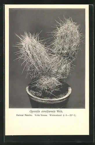 AK Opuntia cereiformis Web., mexikanischer Kaktus