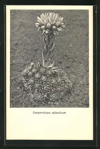 AK Sempervivum atlanticum, Kaktus