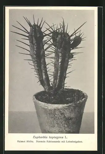 AK Euphorbia heptagona L., afrikanischer Kaktus