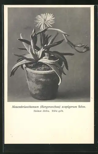 AK Mesembrianthemum (Bergeranthus) scapigerum Schw, afrikanischer Kaktus