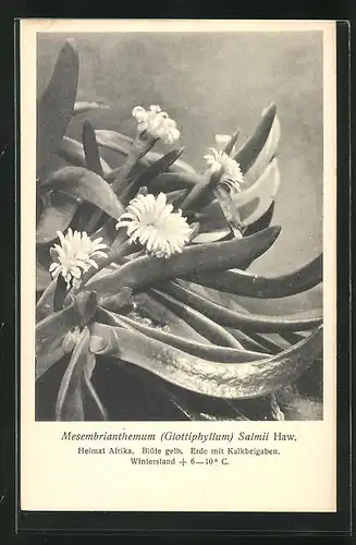 AK Mesembrianthemum (Glottiphyllum) Salmii Haw., afrikanischer Kaktus