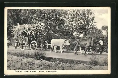 AK Barbados, Oxcart with Sugar Canes