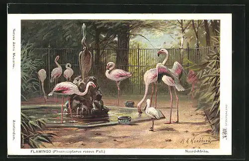 Künstler-AK Flamingos im Zoologischen Garten