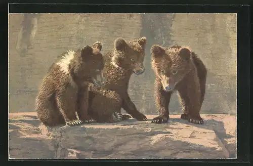 AK Drei junge Braunbären