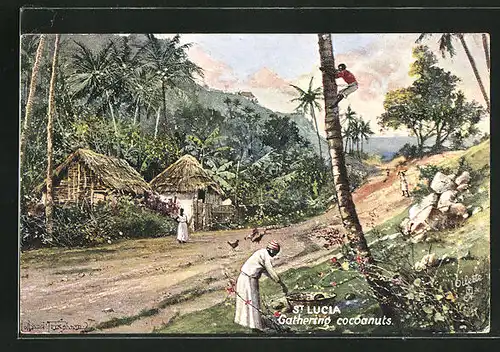 Künstler-AK St. Lucia, gathering cocoanuts, Sammeln von Kokosnüssen