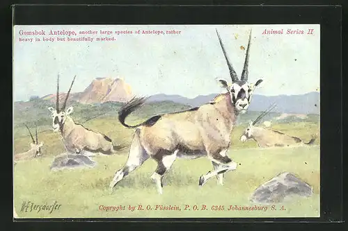 Künstler-AK sign. H. Egersdorfer: Gemsbok Antelope