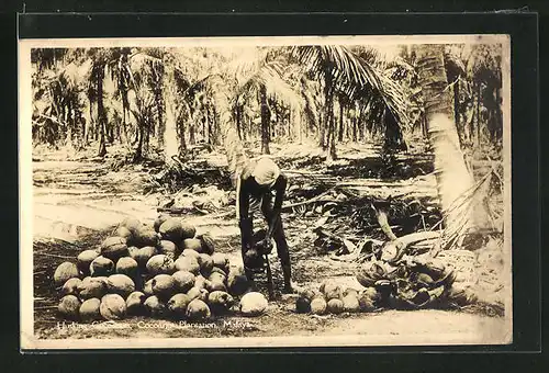 AK Malaya, Husking Cocoanuts, Cocoanut Plantation