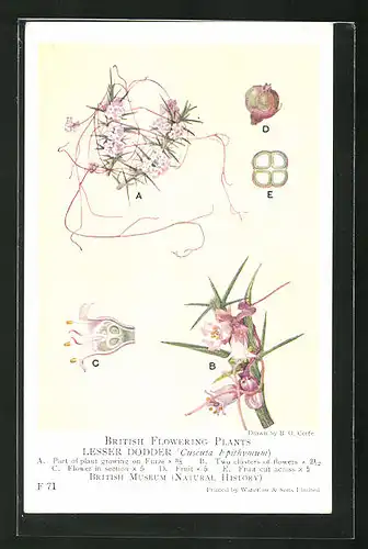 AK British Flowering Plants, Lesser Dodder, Blühende Pflanzen