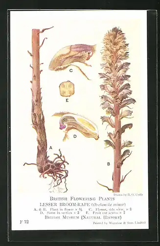 AK Blume, Lesser Broom-Rape, Pflanze mit Wurzel und Stängelspitze mit Blüten, British Flowering Plants