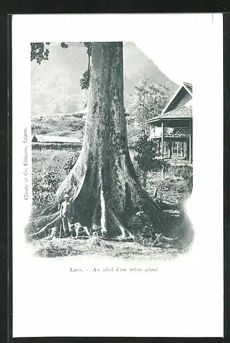 AK Laos, Au pied d`un arbre géant
