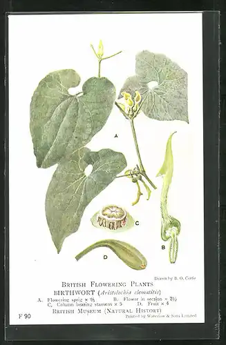 AK British Flowering Plants, Birthwort