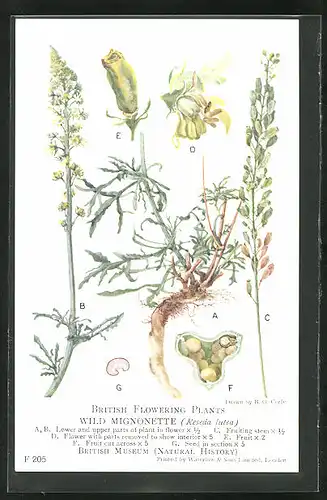 AK British Flowering Plants, Wild Mignonette