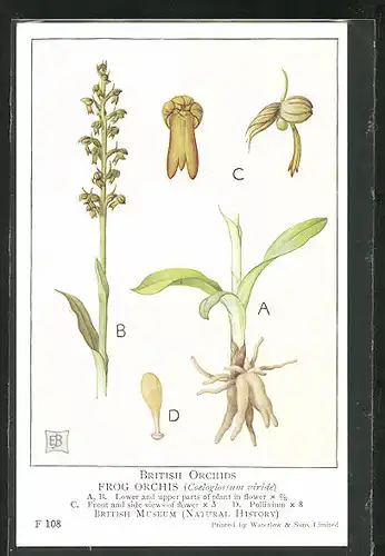 AK British Orchids, Frog Orchis, Blume