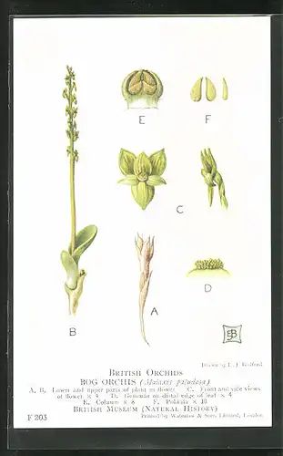 AK British Orchids, Bog Orchis, Blume