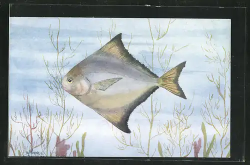 Künstler-AK Fisch, Madras Fish, the Common Pomfret