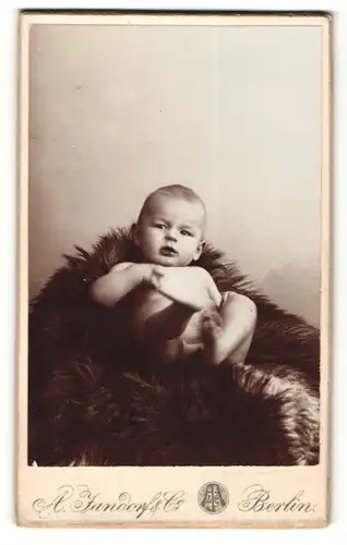 Fotografie A. Jandorf & Co., Berlin, Baby auf Felldecke liegend