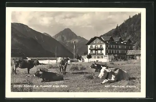 AK Plansee, Hotel Forelle mit Kuhweide