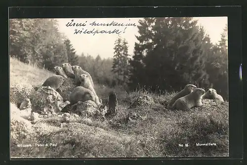 AK Murmeltiere im Wildpark Peter & Paul