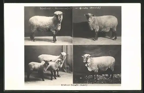 AK Grabs, Schafe der Rasse Oxfort, Grabser Schafzucht-Genossenschaft